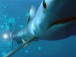 Tutoriel Wireshark (ex Ethereal)